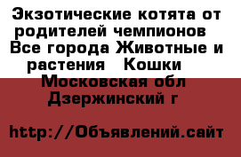  Экзотические котята от родителей чемпионов - Все города Животные и растения » Кошки   . Московская обл.,Дзержинский г.